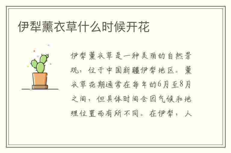 伊犁薰衣草什么时候开花(伊犁薰衣草什么时候开花时间)